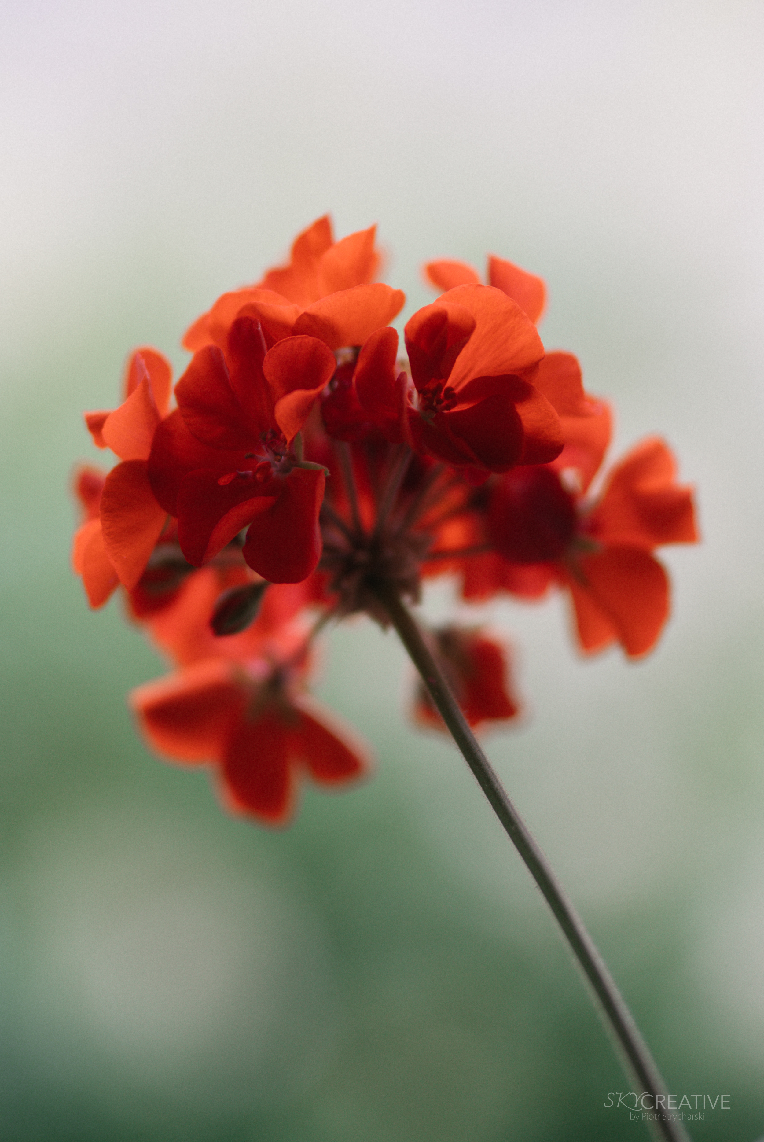 Abstrakcyjny detal makro